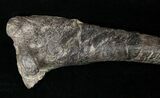 Dryosaurus Tibia - Bone Cabin Quarry #14727-3